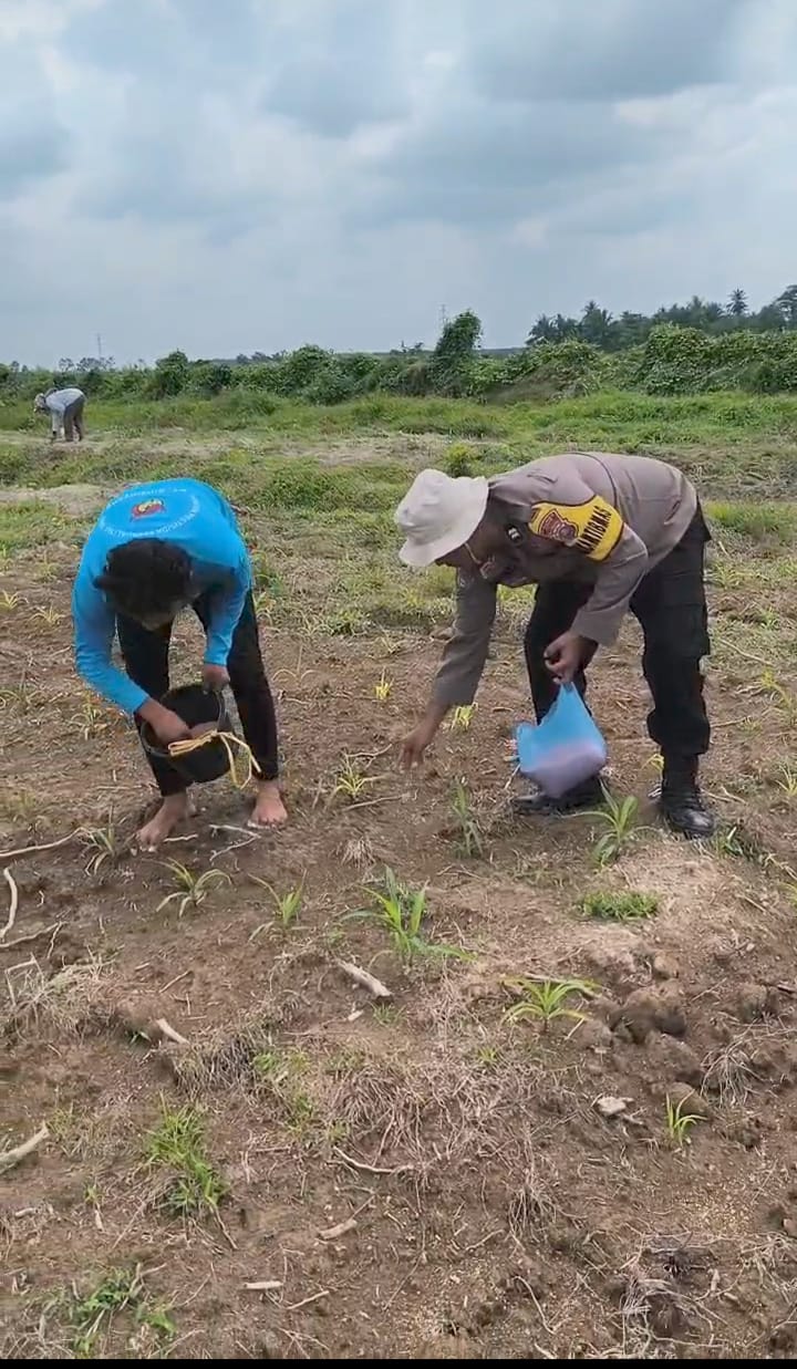 Bhabinkamtibmas Polsek Kota Kisaran Cek Lahan Jagung Dukung Program Ketahanan Pangan